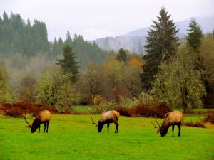 Roosevelt elk grazing in Jewell Meadows Wildlife Area